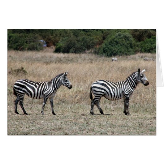 zebras stand cards (Front Horizontal)