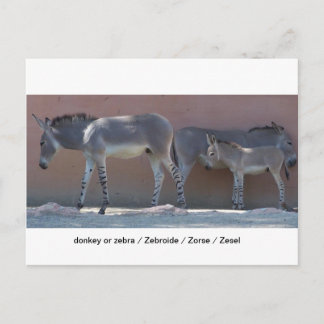 Zebroide Postcard
