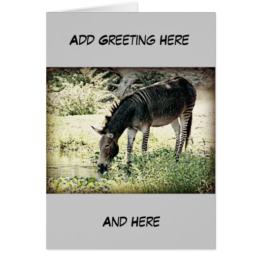 "Zedonk" Cards (Front)