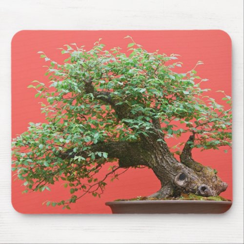 Zelkova bonsai tree mouse pad