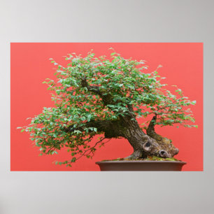 Zelkova bonsai tree poster