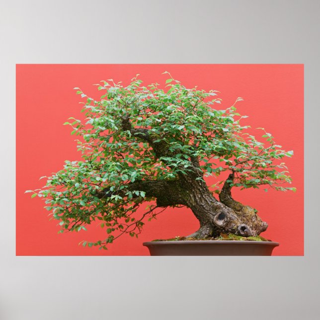 Zelkova bonsai tree poster (Front)