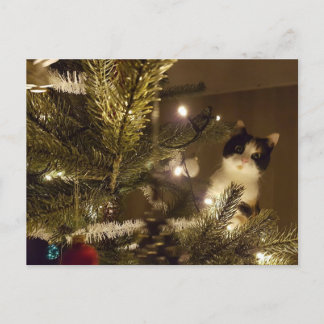 Zelma with the christmas tree holiday postcard