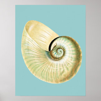 Sea Shells Posters | Zazzle