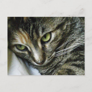 Zen Kitty Postcard