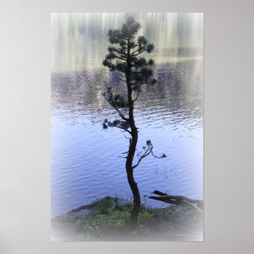 Zen Reflection_ Water and Tree Poster