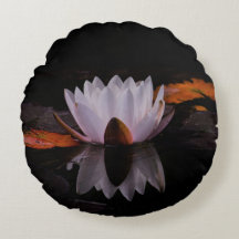 Zen White Lotus Flower