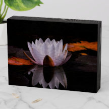 Zen White Lotus Flower