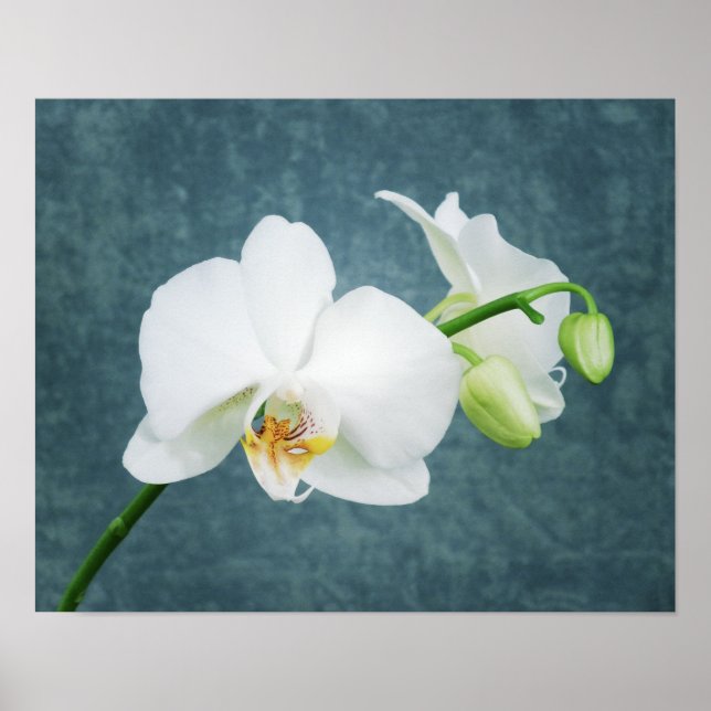 Zen White Orchid Poster (Front)