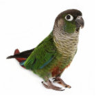 Zeph (green cheek conure) - Photo Sculpture