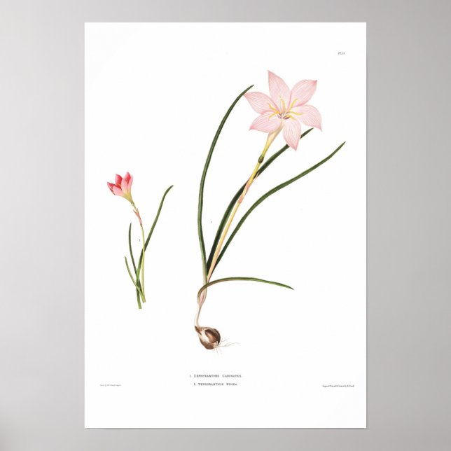 Zephyranthes species poster (Front)