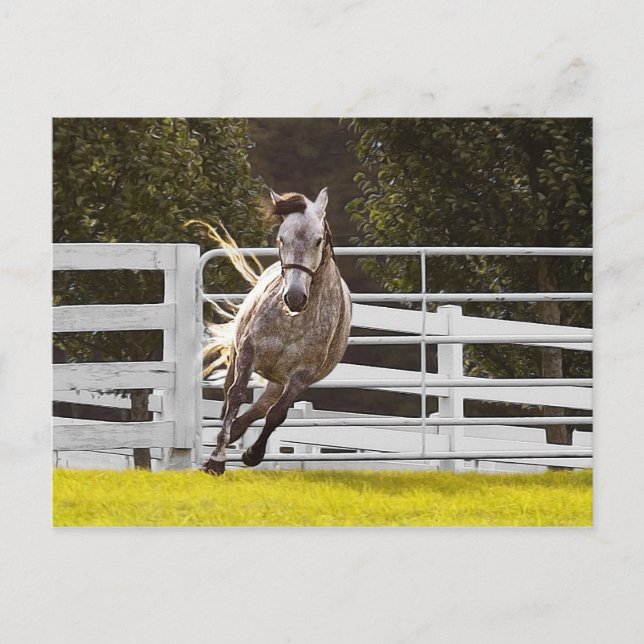 Zest For Life Postcard (Front)