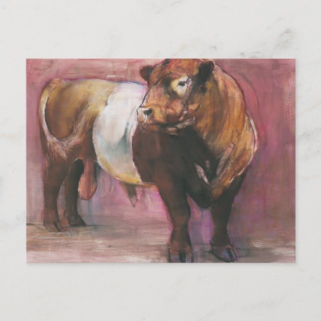 Zeus Red Belted Galloway Bull 2006 Postcard (Front)