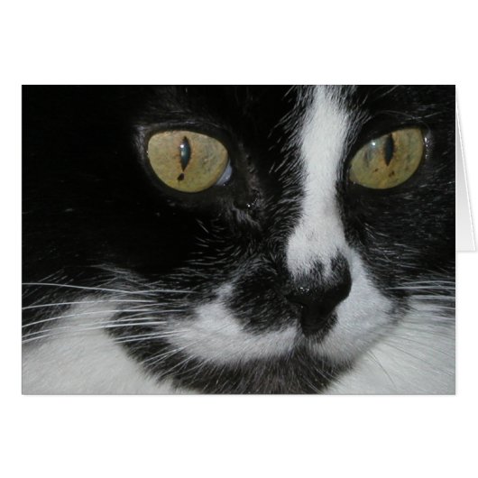 Zewa (Front Horizontal)