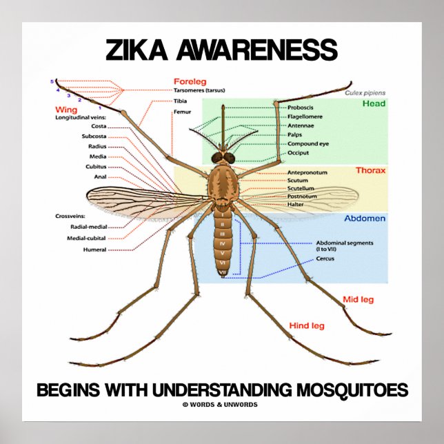 Zika Awareness Begins Understanding Mosquitoes Poster (Front)