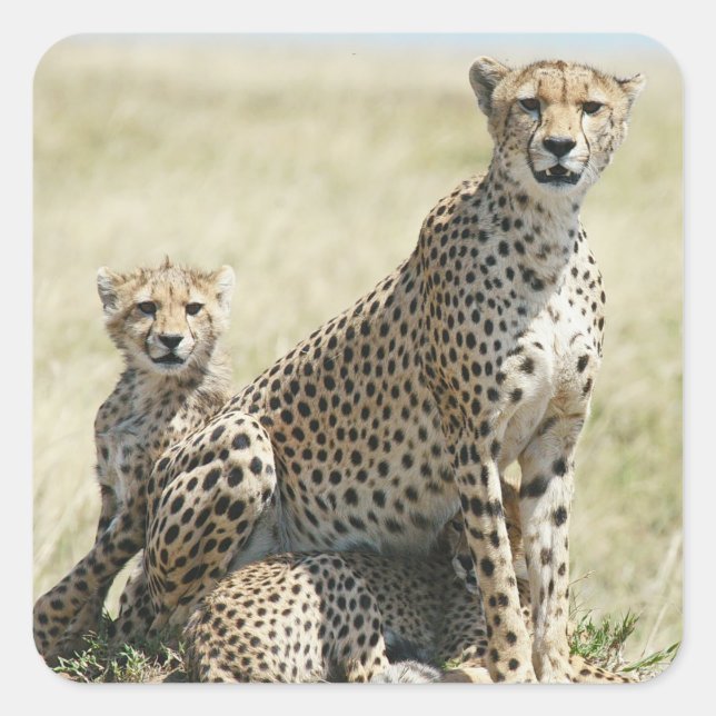 Zimbabwe cheetahs, Safari on Display Stickers (Front)