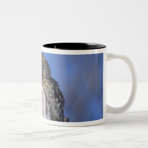 Zimbabwe Close_up of pearl spotted owl on Two_Tone Coffee Mug