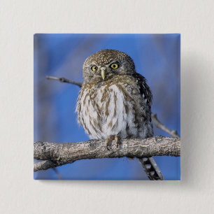 Zimbabwe. Close-up of pearl spotted owl Pinback Button