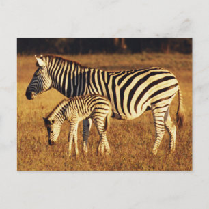 Zimbabwe, Hwange National Park, Linkwasha Postcard