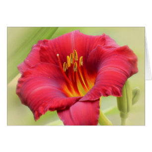 Zinger - Daylily Cards