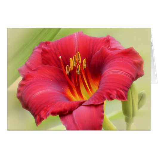 Zinger - Daylily Cards (Front Horizontal)