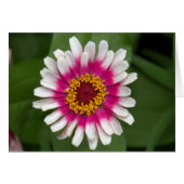 Zinnia (Front Horizontal)