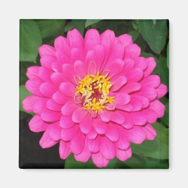 Zinnia1 Magnet (Front)