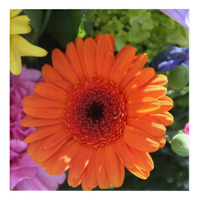 Zinnia Acrylic Print (Front)