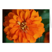 Zinnia Card (Front Horizontal)