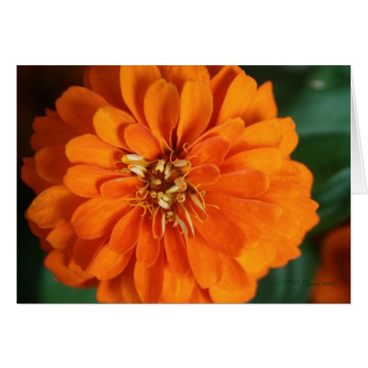 Zinnia Card (Front Horizontal)