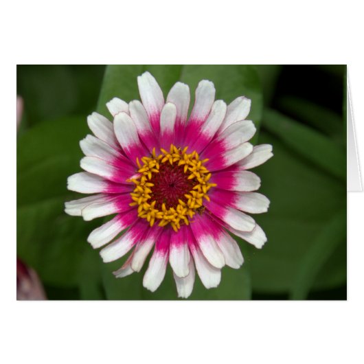 Zinnia Cards (Front Horizontal)