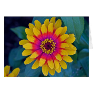 Zinnia Cards