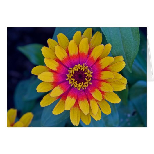 Zinnia Cards (Front Horizontal)