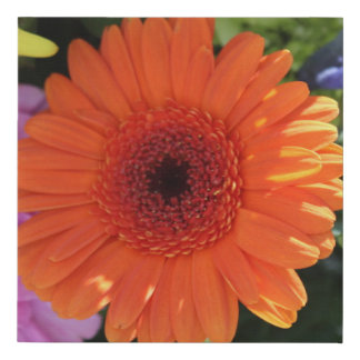 Zinnia Faux Canvas Print