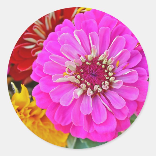 Zinnia flower classic round sticker (Front)