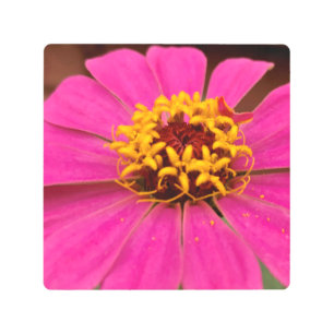 Zinnia Flower Metal Wall Art