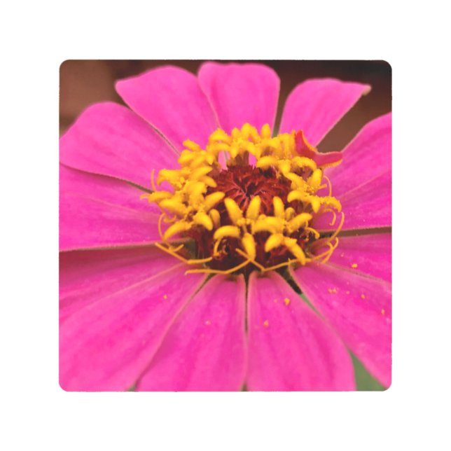 Zinnia Flower Metal Wall Art (Front)