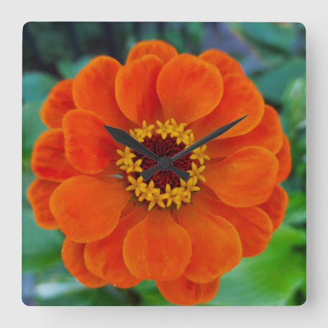 Zinnia flower orange clock (Front)