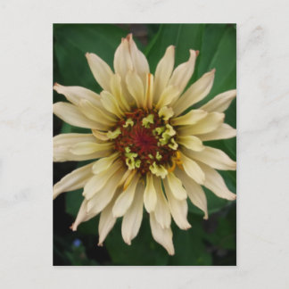 Zinnia Flower Postcard