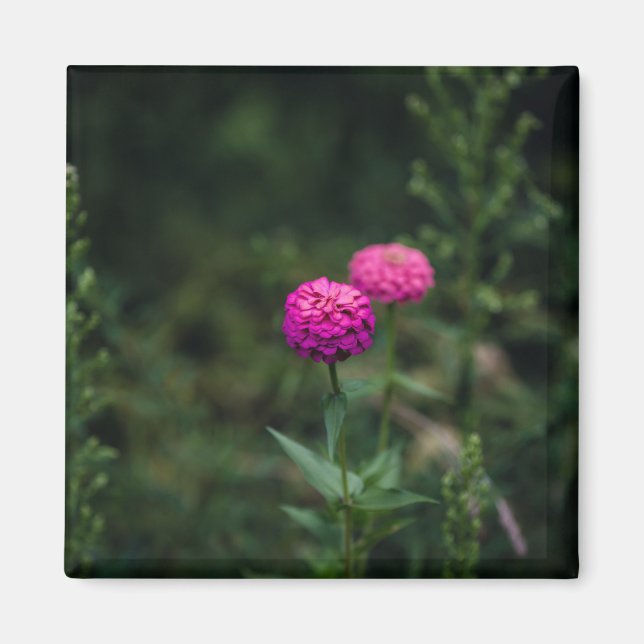 Zinnia -- magnet (Front)