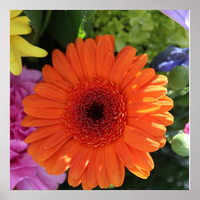 Zinnia Poster (Front)