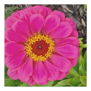 Zinnia Print 10x10 Canvas Print