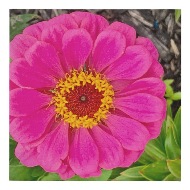 Zinnia Print 10x10 Canvas Print (Front)