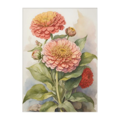 Zinnia Radiance Acrylic Print