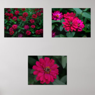 Zinnia Serenade Print Set