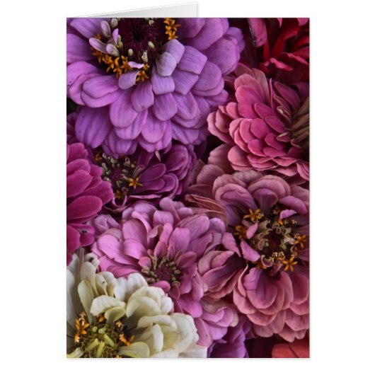 Zinnia Slice Cards (Front)
