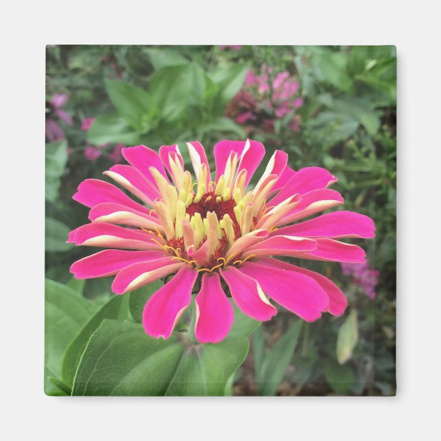 ZINNIA - Vibrant Pink and Cream - Magnet (Front)