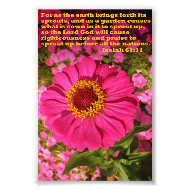 Zinnia with Isaiah 61:11 Photo Print (Front)