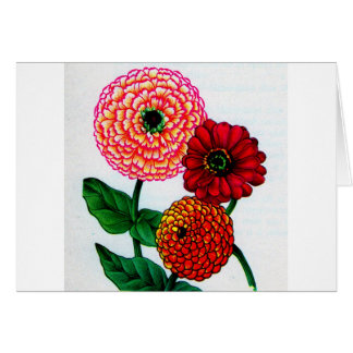 zinnias