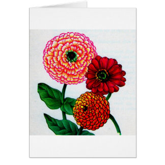 zinnias